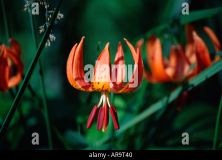 Turks Cap Lily aussi appelé Michigan Lily Banque D'Images