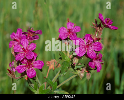 Géranium sanguin (Geranium viscossissimum collante) Montagnes Rocheuses, Montana, USA Banque D'Images