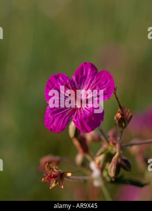 Géranium sanguin (Geranium viscossissimum collante) Montagnes Rocheuses, Montana, USA Banque D'Images