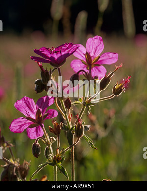 Géranium sanguin (Geranium viscossissimum collante) Montagnes Rocheuses, Montana, USA Banque D'Images