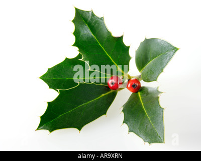 Houx de Noël festive aux fruits rouges sur un fond blanc. Banque D'Images