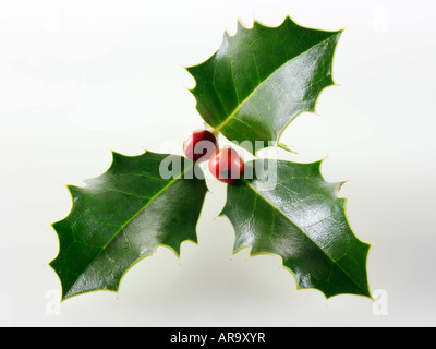 Houx de Noël festive aux fruits rouges sur un fond blanc. Banque D'Images