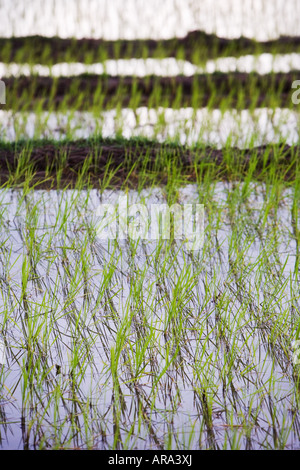 Les jeunes plants de riz dans les rizières au coucher du soleil dans la campagne de l'Inde rurale. L'Andhra Pradesh, Inde Banque D'Images