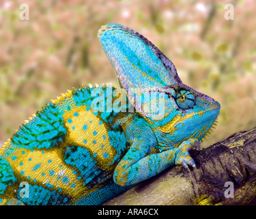 (Chamaeleo calyptratus Caméléon voilée) Banque D'Images