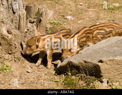 Sanglier bébé au Parc Omega à Montebello, Québec Canada Banque D'Images