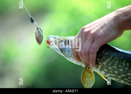 Un brochet capturé sur un crochet de pêche en Champagne Ardenne région de France Banque D'Images