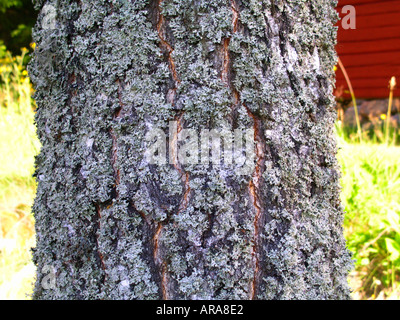 Close up of birch tree trunk fortement couverts de lichen Banque D'Images