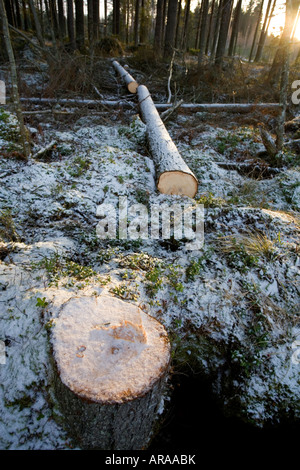 Tronc d'épinette ( picea abies , sapin ) abattu et coupé dans la forêt finlandaise de taïga , Finlande Banque D'Images