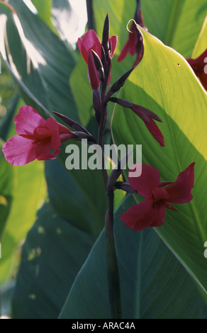 Vue rapprochée d'une fleur de Canna fleurit dans le jardin à Overbecks Sharpitor Salcombe Devon Banque D'Images