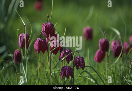 Un groupe de serpents Head Fritillary fleurir dans le jardin sauvage de Nymans Garden Sussex Banque D'Images