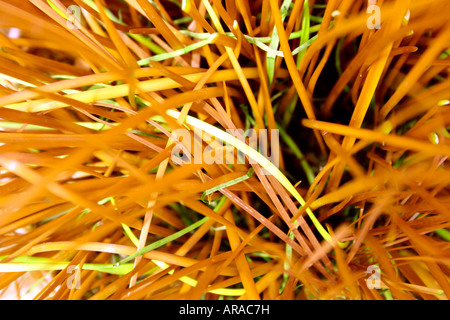 Champ jaune - Yellow Grass Paysage Banque D'Images