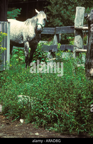 Lone spotted horse grazing in field Banque D'Images