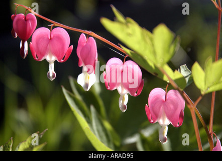 Dicentra spectabilis coeur saignant Banque D'Images