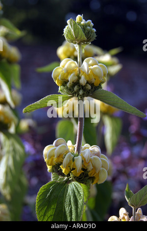 Phlomis fruticosa sauge de Jérusalem Banque D'Images