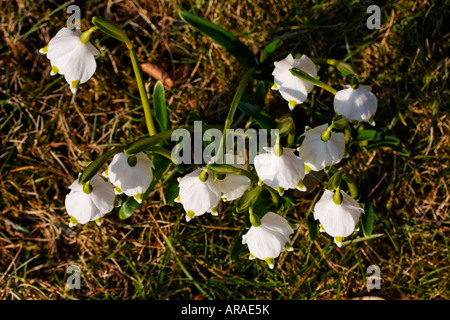 Printemps Leucojum vernum, Flocon, Märzenglöcken Märzenbecher, Niveole, du printemps Campanelle comuni Banque D'Images