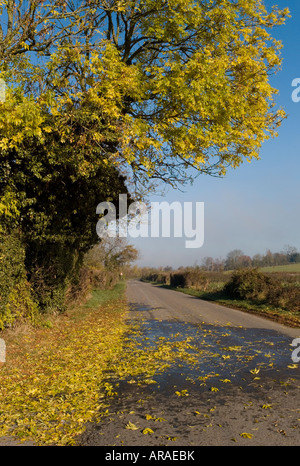 Les feuilles d'automne tombant dans un chemin de campagne au Royaume-Uni. Banque D'Images