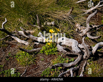 Renoncule Ranunculus graniticola granit montagnes enneigées du New South Wales Australie Banque D'Images