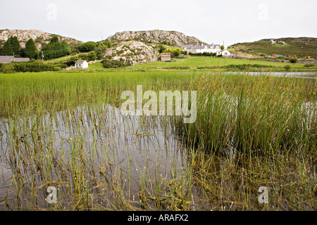 L'eau de joncs et de prêles dans la réserve naturelle de l'étang d'Anglesey au Pays de Galles Royaume-uni Mynydd Bodafon Banque D'Images