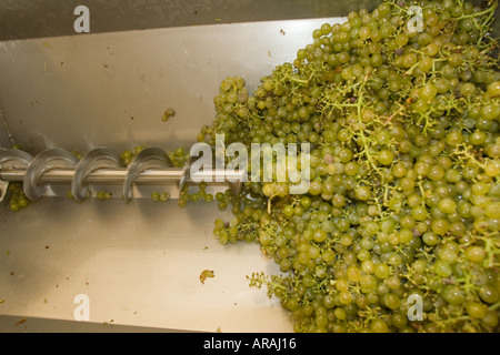 La fabrication du vin de la première étape de l'élimination des déchets de création de la pâte Banque D'Images