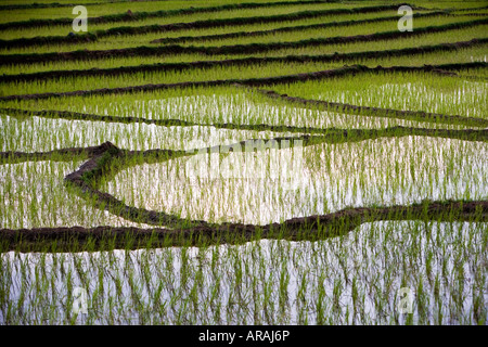 Les jeunes plants de riz dans les rizières au coucher du soleil dans la campagne de l'Inde rurale. L'Andhra Pradesh, Inde Banque D'Images