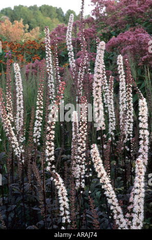 Pensthorpe Jardin Millenium, Norfolk Banque D'Images