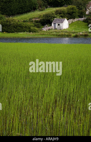 Cabane en pierre et l'étang en réserve naturelle avec de l'eau de prêle fluviatile Equistrum fougères Mynydd Bodafon Anglesey Pays de Galles UK Banque D'Images