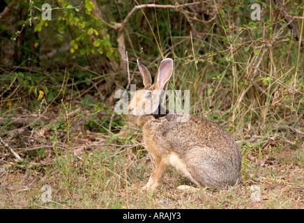 Grue à cou noir Hare Lepus nigricollis singhala Banque D'Images