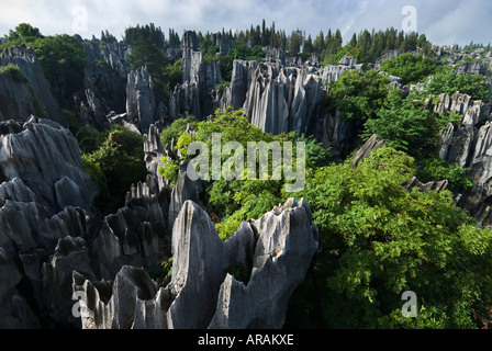 Érodé par l'eau sur des millions d'années sous forme de formations karstiques imposants limesone la forêt de pierre de Shilin La Province du Yunnan en Chine Banque D'Images