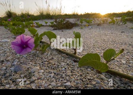 Railroad Vine ténacité creeps le long dune de sable couverte de shell, Cayo Costa State Park, Floride Banque D'Images