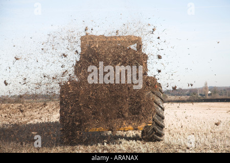 Vue arrière du tracteur muck répand sur domaine de la chaume Suffolk Angleterre UK Banque D'Images