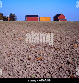 Ferme de tabac avec grange rouge près de Leamington, Ontario, Canada Banque D'Images