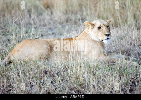 Lion pride jouent dans le soleil du soir sur le Masai Mara au Kenya, la savane, l'Afrique de l'Est. Banque D'Images