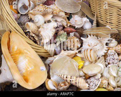 Flower Show Tatton paniers de coquillages de mer et autres créatures de mer à vendre Banque D'Images