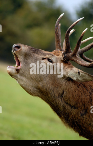 Un seul red deer stag roaring pendant le rut annuel Banque D'Images