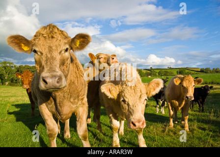 Les vaches dans le champ, comté de Down, Irlande du Nord, Royaume-Uni Banque D'Images