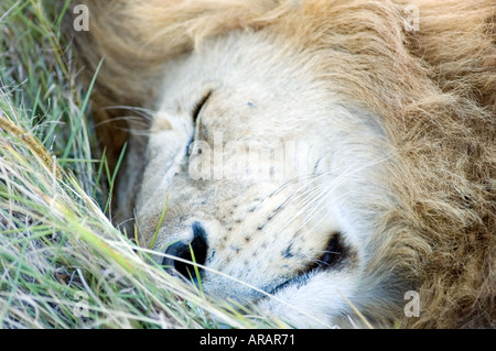 Le lion, Panthera leo, Simba, dort dans le soleil de l'après-midi sur le Masai Mara au Kenya, la savane, l'Afrique de l'Est. Banque D'Images