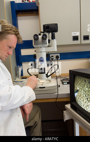 Geoforensic la science à l'Institut Macaulay Aberdeen Scotland sep 2006 Dave Stevens examine un échantillon de sol dans un microscope Banque D'Images