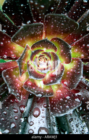 Aeonium 'Zwartkop' couvert de gouttes de pluie Banque D'Images