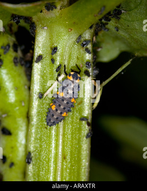 Larve de coccinelle de manger les pucerons de mouches noires Banque D'Images