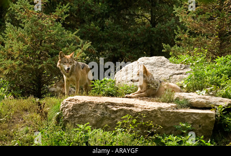 Le Loup gris du Mexique Banque D'Images