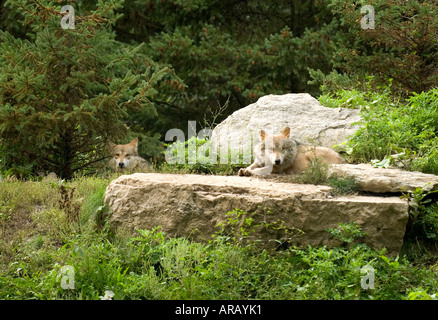 Loups Banque D'Images