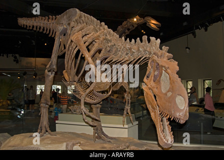 Squelette de Tyrannosaurus Rex Banque D'Images