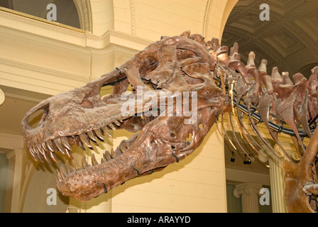 Tyrannosaurus rex 'ue' Banque D'Images