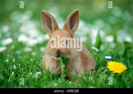 Lapin en champ Banque D'Images