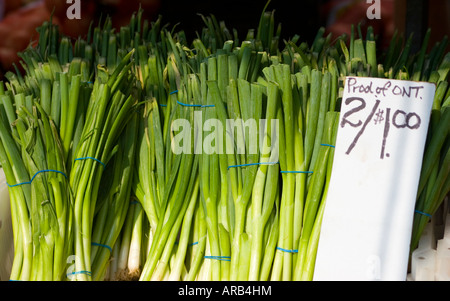 Mettre les oignons verts frais dans le panier. Marché des agriculteurs de plein air. Banque D'Images