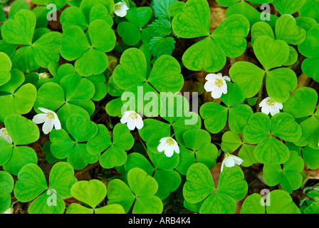 Oxalis Banque D'Images