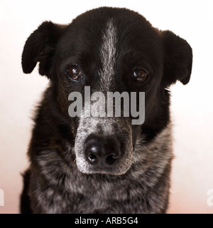 Portrait de Border Collie, à talon Mix Banque D'Images