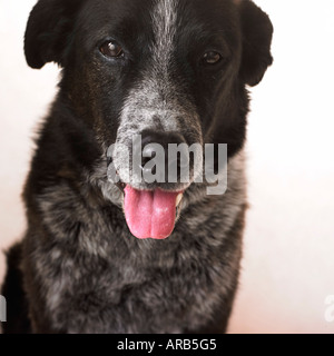 Portrait de Border Collie, à talon Mix Banque D'Images