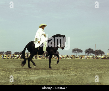 Un Caballo de Paso Péruvien le cheval et le cavalier d'effectuer gracieusement lors d'une manifestation nationale à Lima Pérou Amérique du Sud 1970 Banque D'Images