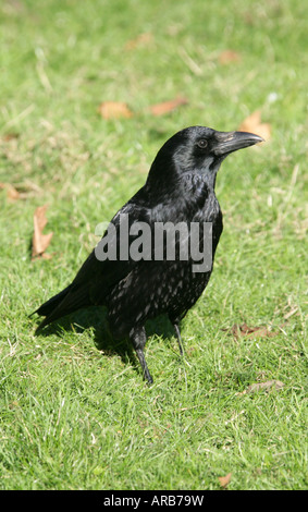 Corneille noire Corvus corone Banque D'Images